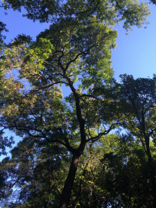 Jardin Botanico Trees